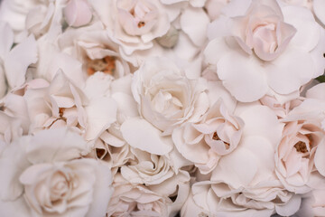 Blurred flower background of roses and peonies, champagne colors