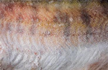 Pikeperch scales. Texture of striped fish scales. Macro shoot. 