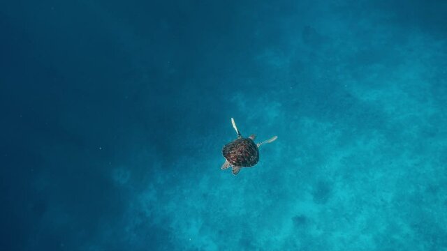 Sea turtle slowly swiming in blue water through sunlight. Snorkeling on wildlife. Underwater serene swiming beautiful green turtle in sea alone with nature. Marine life tropical turtle in wild nature.