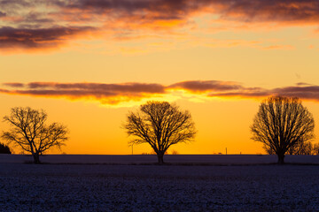 Fototapeta na wymiar A beautiful group of bare oak trees near the horizon. Early winter landscape during the sunrise. Tree silhouettes against the colorful dawn sky.