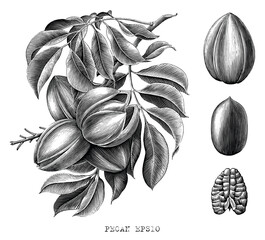 Pecan botanical hand drawing engraving style black and white clip art isolated on white background - obrazy, fototapety, plakaty