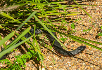 The Australian red-bellied black snake (Pseudechis porphyriacus) in New South Wales, Australia