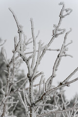 Vereiste und schneebedeckte Zweige eines Baumes auf einer verschneiten Wiese