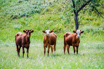 A group of cows are walking on the green grass in the field. The field is part of agricultural land. The grass is bright and green, with a hill and beautiful trees in the background.