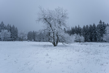Ein schneebedeckter Baum auf einer verschneiten wiese mit einem Wald im Hintergrund