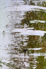 Birch bark closeup, texture background