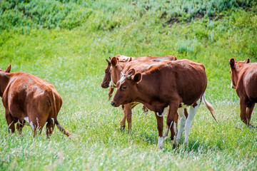 A group of cows are walking on the green grass in the field. The field is part of agricultural land. The grass is bright and green, with a hill and beautiful trees in the background.