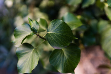 Green ivy leaf net background out of focus
