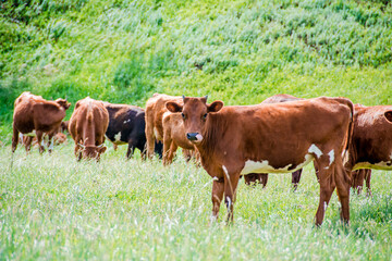 Fototapeta premium A group of cows are walking on the green grass in the field. The field is part of agricultural land. The grass is bright and green, with a hill and beautiful trees in the background.