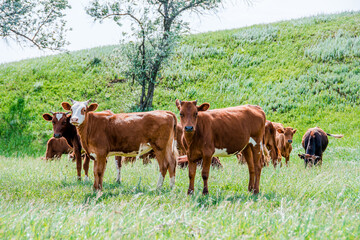 A group of cows are walking on the green grass in the field. The field is part of agricultural land. The grass is bright and green, with a hill and beautiful trees in the background.