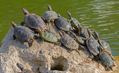 red-eared turtles basking in the sun