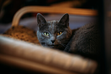 focused portrait of a domestic cat