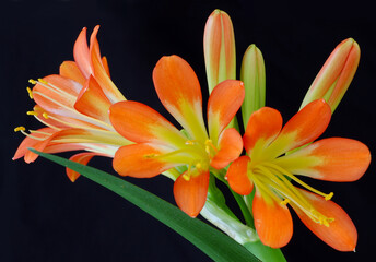 Orange clivia flower close up