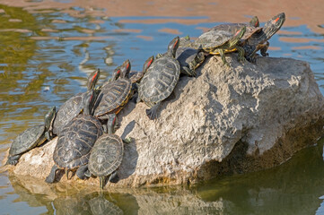 red-eared turtles basking in the sun