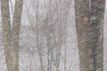 Forest  in a winter storm with bird house