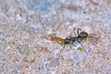 Black ant moving on the concrete. general plan. color