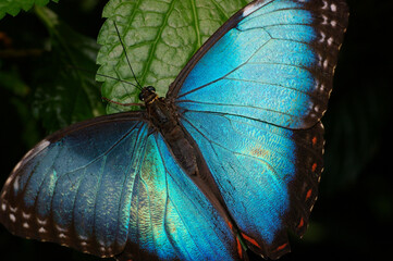 Blue Morpho butterfly on leaf with wings open