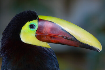 Chestnut Mandibill Toucan face