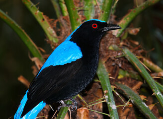 Fairy Blue Bird in a tropical palm tree