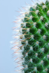Close up of cactus spines portrait