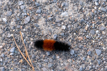Banded wooly bear moth caterpillar on gravel