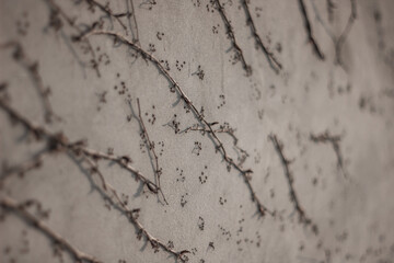 Plants on the wall