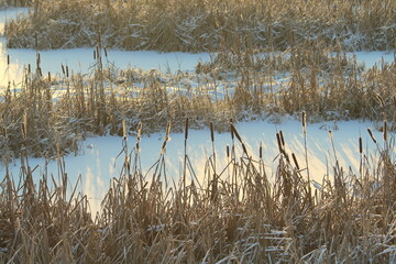 Cattail lit by the sun against the background of a snow-covered pond