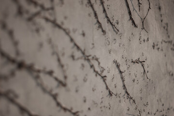 Plants on the wall