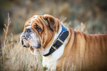 Portrait of beautiful English bulldog