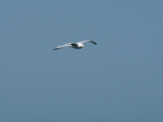 Möwe im Anflug vor tiefblauem Himmel