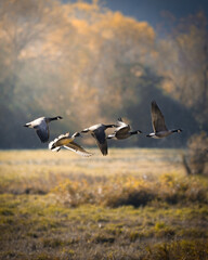 geese in flight © AJ