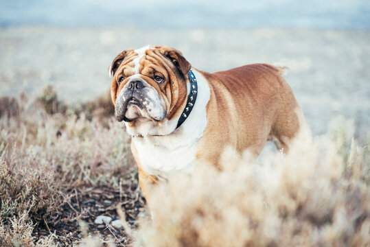 Portrait of beautiful English bulldog