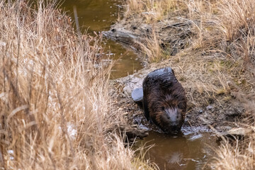 Canadian beaver walks between water © Colin Temple