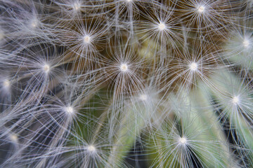 dandelion seed head