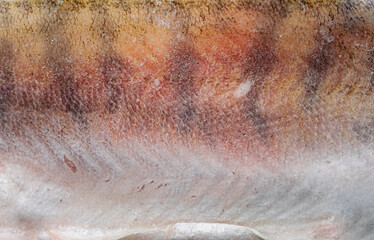 Pikeperch scales. Texture of striped fish scales. Macro shoot. 