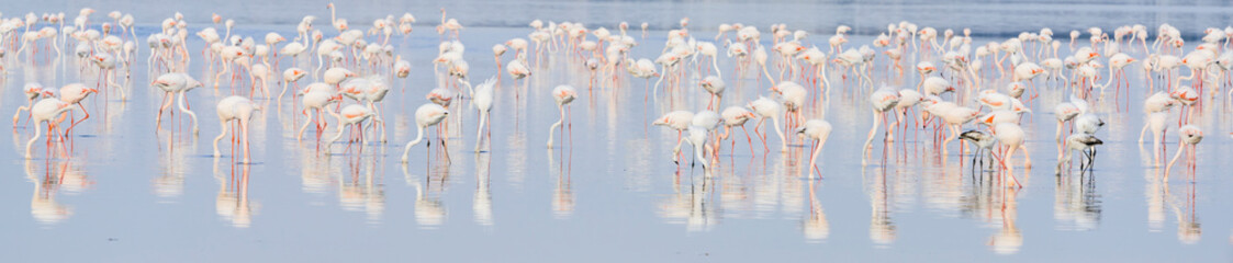 Beautiful flamingos in salt lake © ltummy