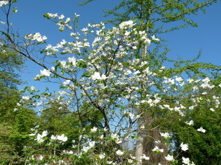 Blühende Magnolie