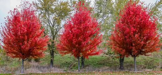  A trio of brilliant red autumn blaze trees on a cloudy day in the forest preserve in Chicago