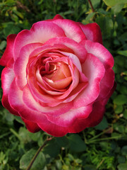 Beautiful rose, gradient colors