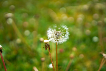 dandelion on grass