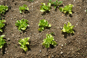 lettuce growing in the garden