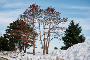 Pine trees in the blue sky after a snowfall. The view from Orange hiking trail around the gold course in North Park, Allegheny County, near Pittsburgh, Pennsylvania, USA