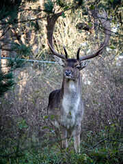 Naklejka na ściany i meble male Fallow deer (Dama dama) in rutting season in the forest of Amsterdamse Waterleidingduinen in the Netherlands.