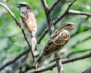 Two sparrow birds perched on tree branches with selective focus