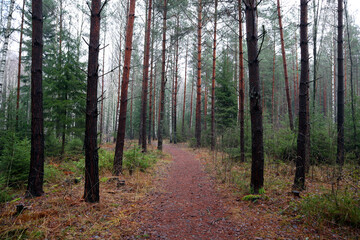 Looking deep inside a random Swedish forest. Plenty of trees or trunks. Autumn weather outside. Close to rain. Järfälla, Stockholm, Sweden.