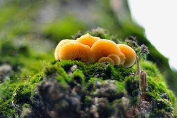 Macro photography of mushrooms in the forest, detail.