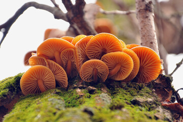 Macro photography of mushrooms in the forest, detail.