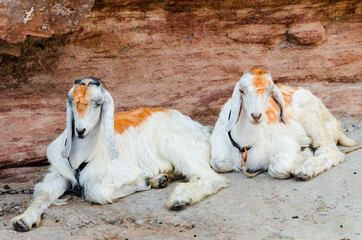 Two Sojat goats chained to a rock resting in the shade