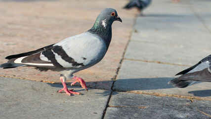 pigeon on the ground