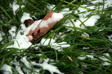 Dry leaf on green grass under snow